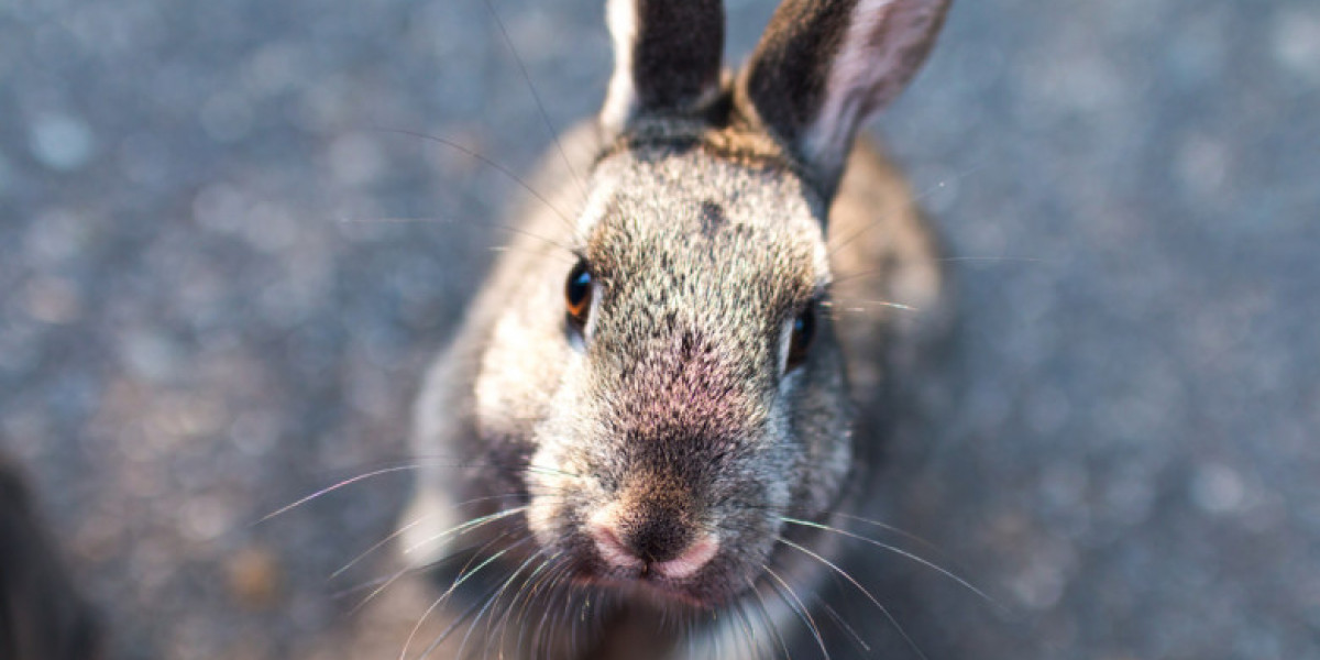 Sophos Intercept X ter Endpoint eXploit Prevention varujeta pred virusom Bad Rabbit 